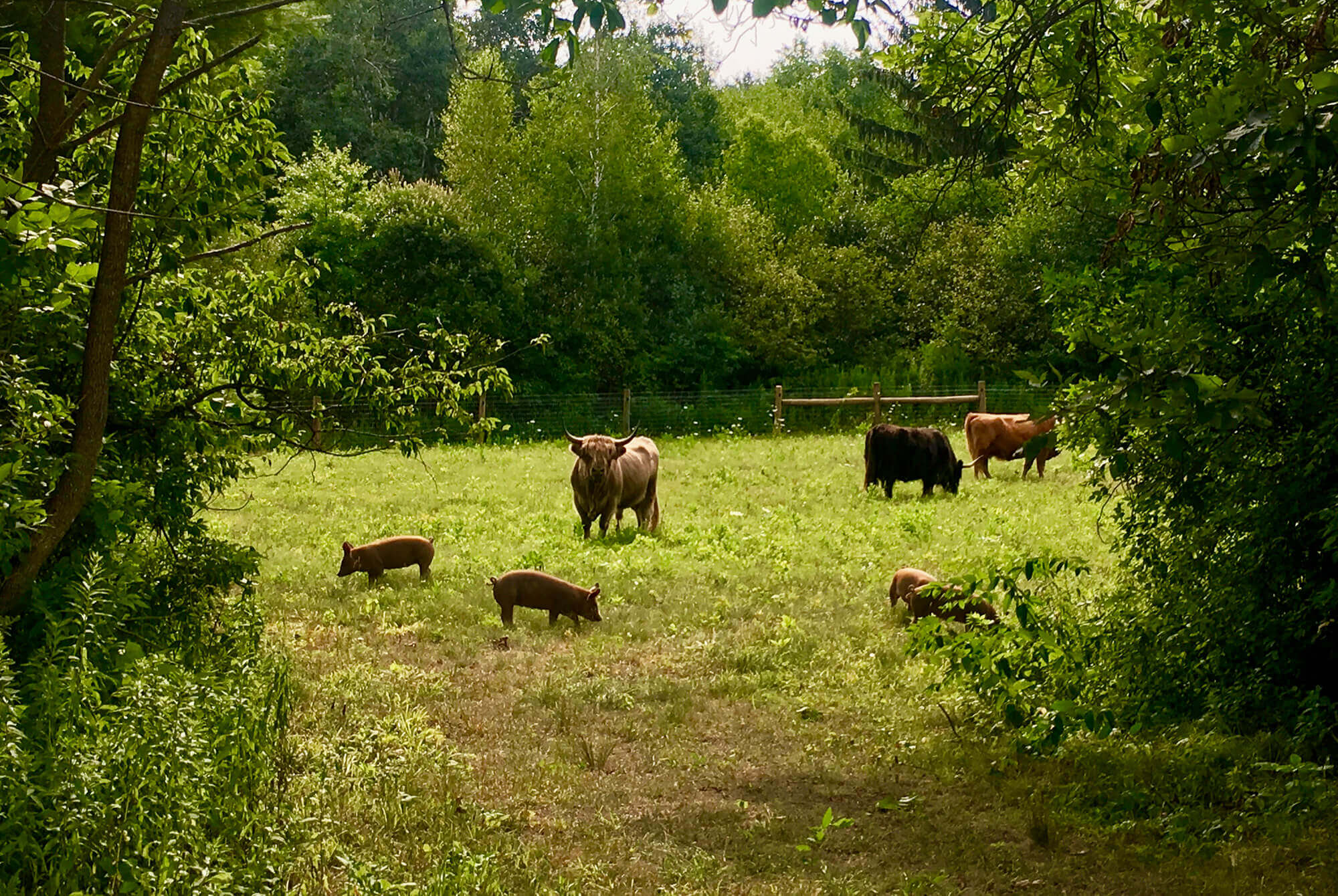A few of the animals on the farm grazing in a field